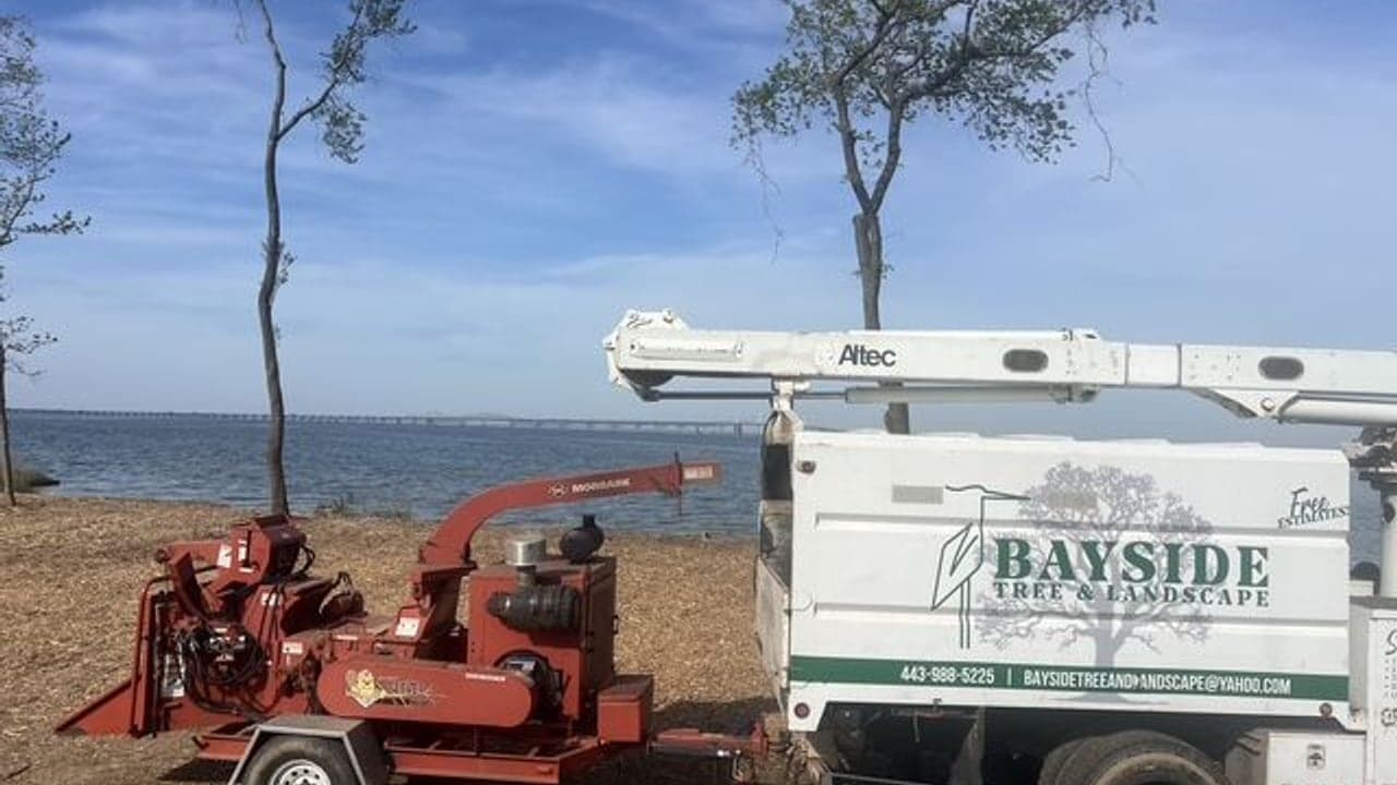 How to Choose a Tree Service on Maryland's Eastern Shore