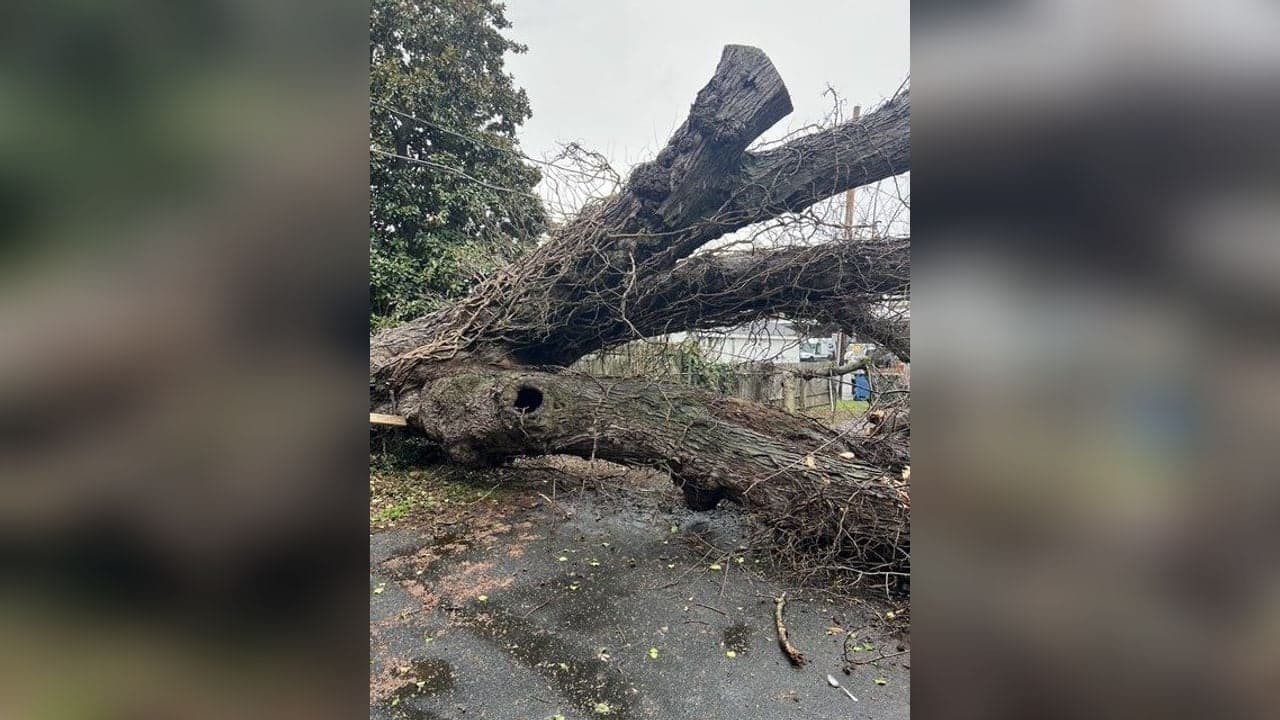 When Should You Remove a Tree? 5 Warning Signs for Eastern Shore Homeowners