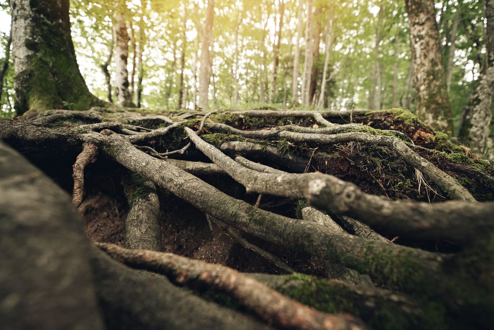 Deep Root Fertilization by Bayside Tree and Landscape on Maryland's Eastern Shore