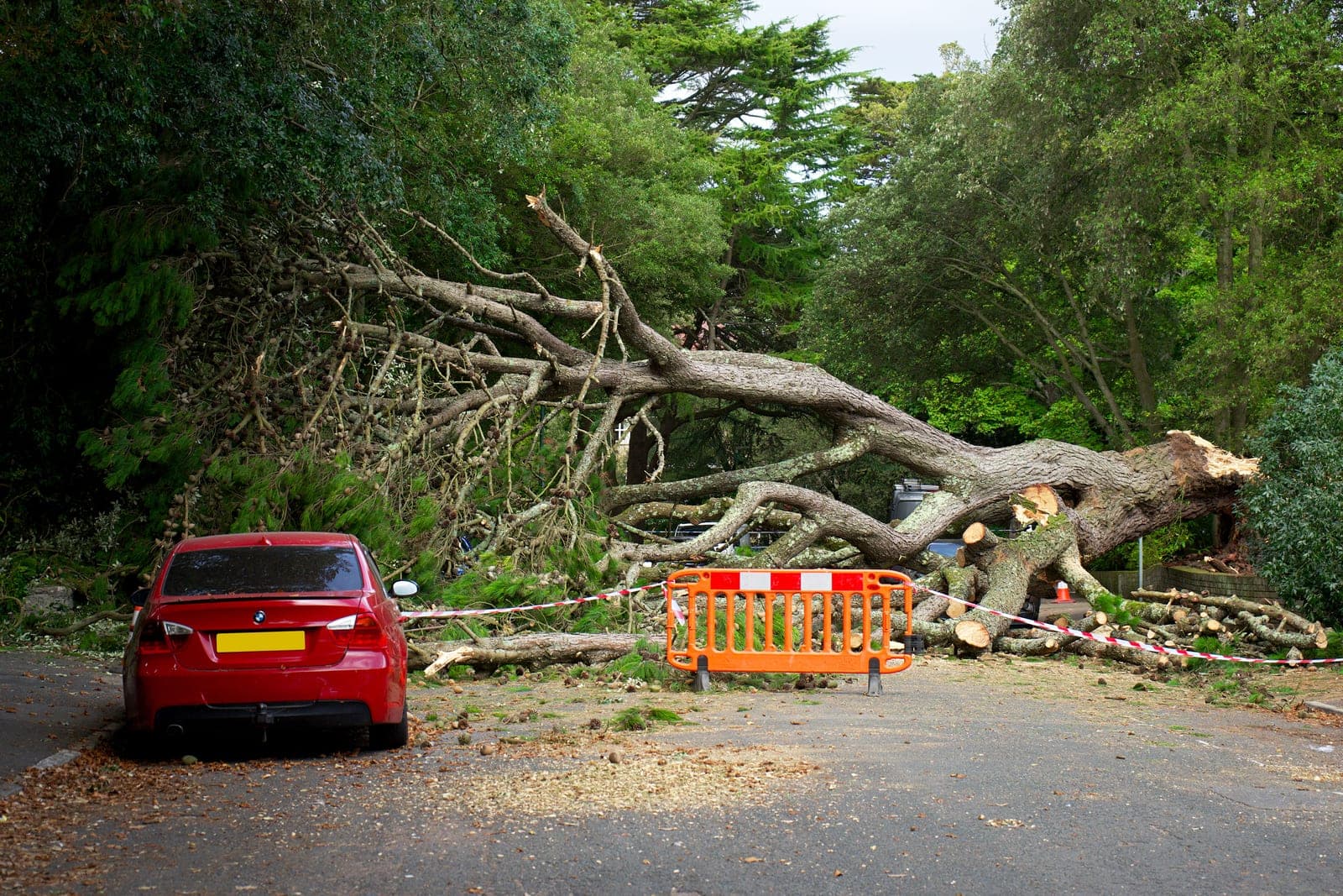 Emergency Tree Service by Bayside Tree and Landscape on Maryland's Eastern Shore