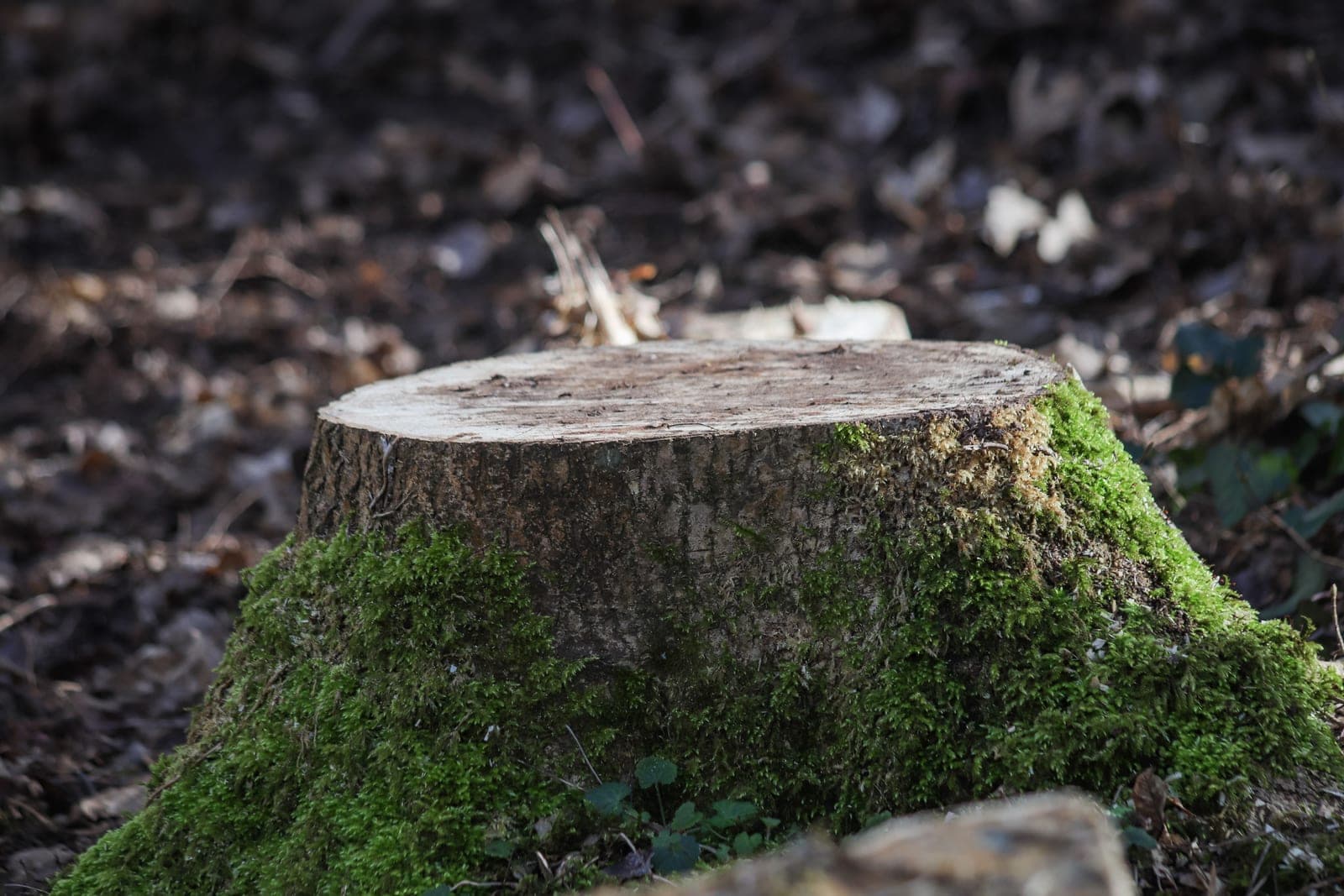 Stump Grinding & Removal by Bayside Tree and Landscape on Maryland's Eastern Shore