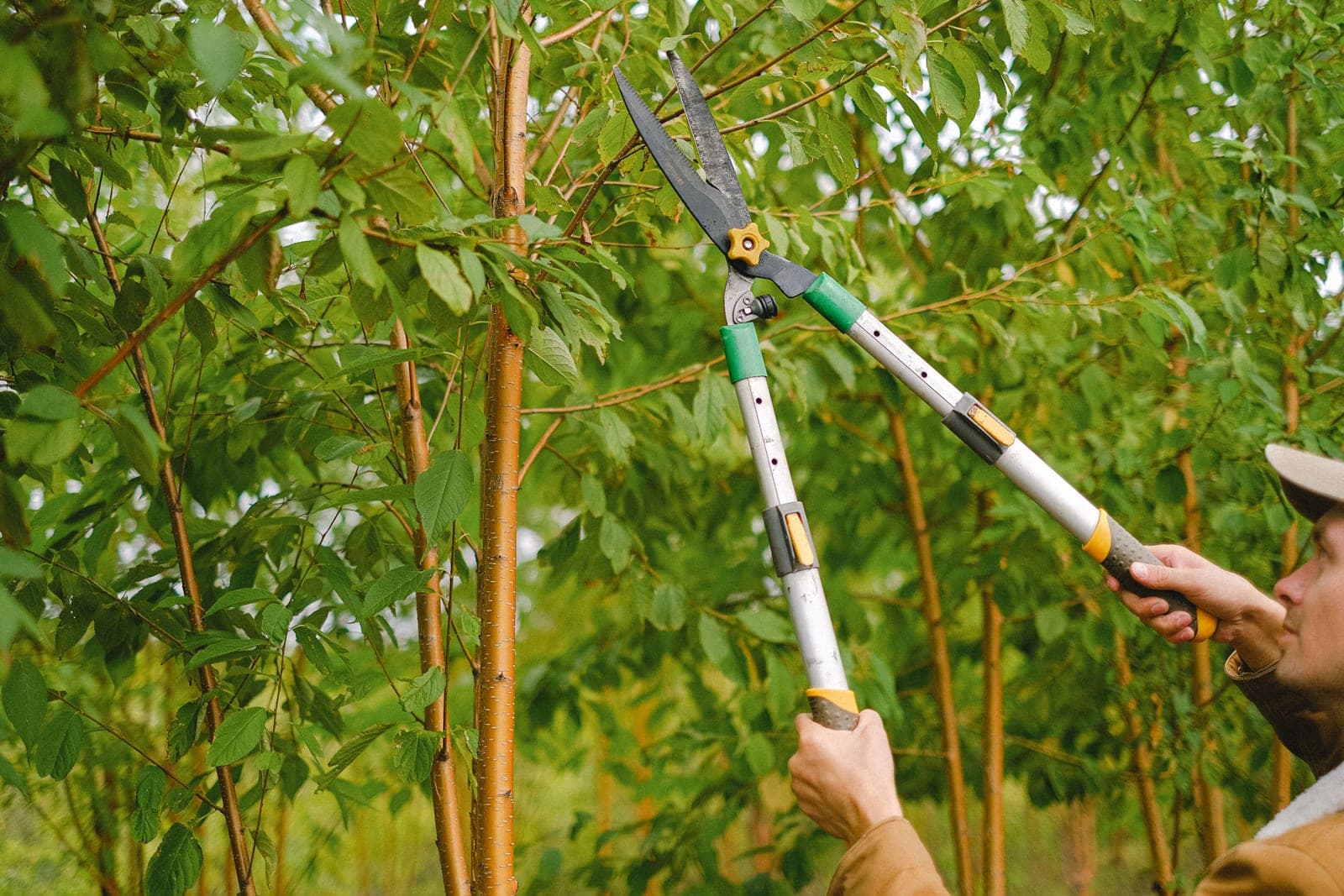 Tree Trimming & Pruning by Bayside Tree and Landscape on Maryland's Eastern Shore
